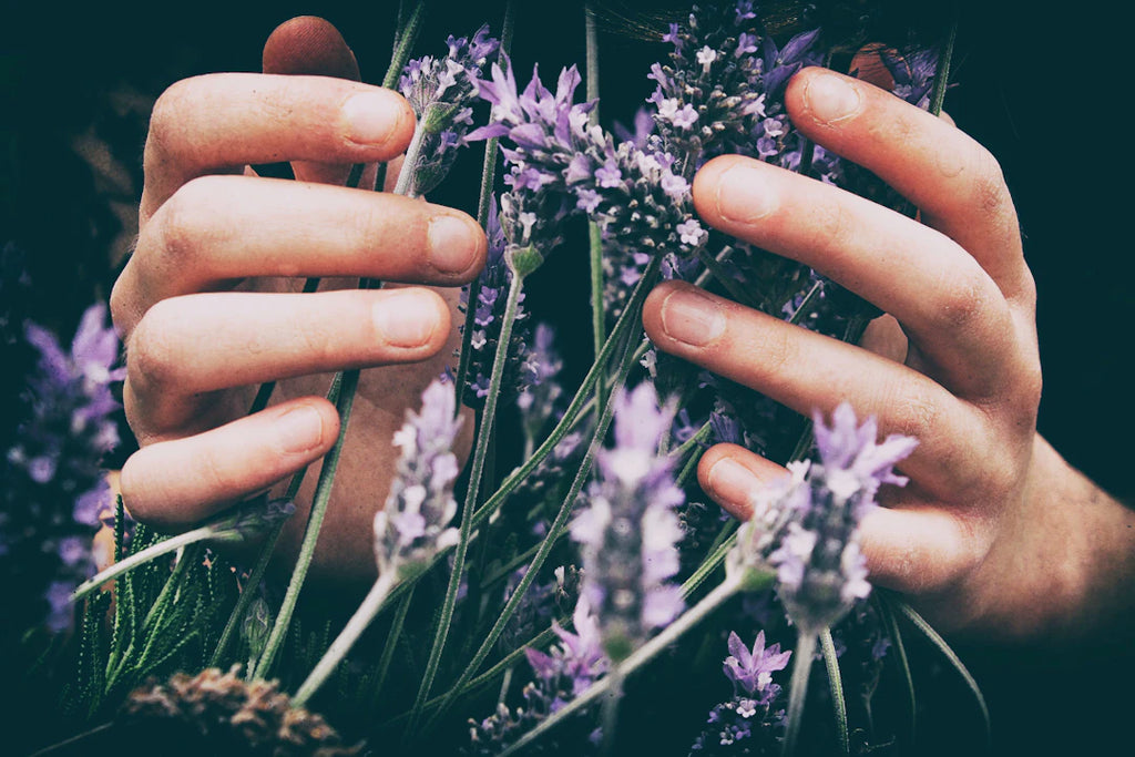 Waarom Planten Onmisbaar Zijn voor Je Welzijn