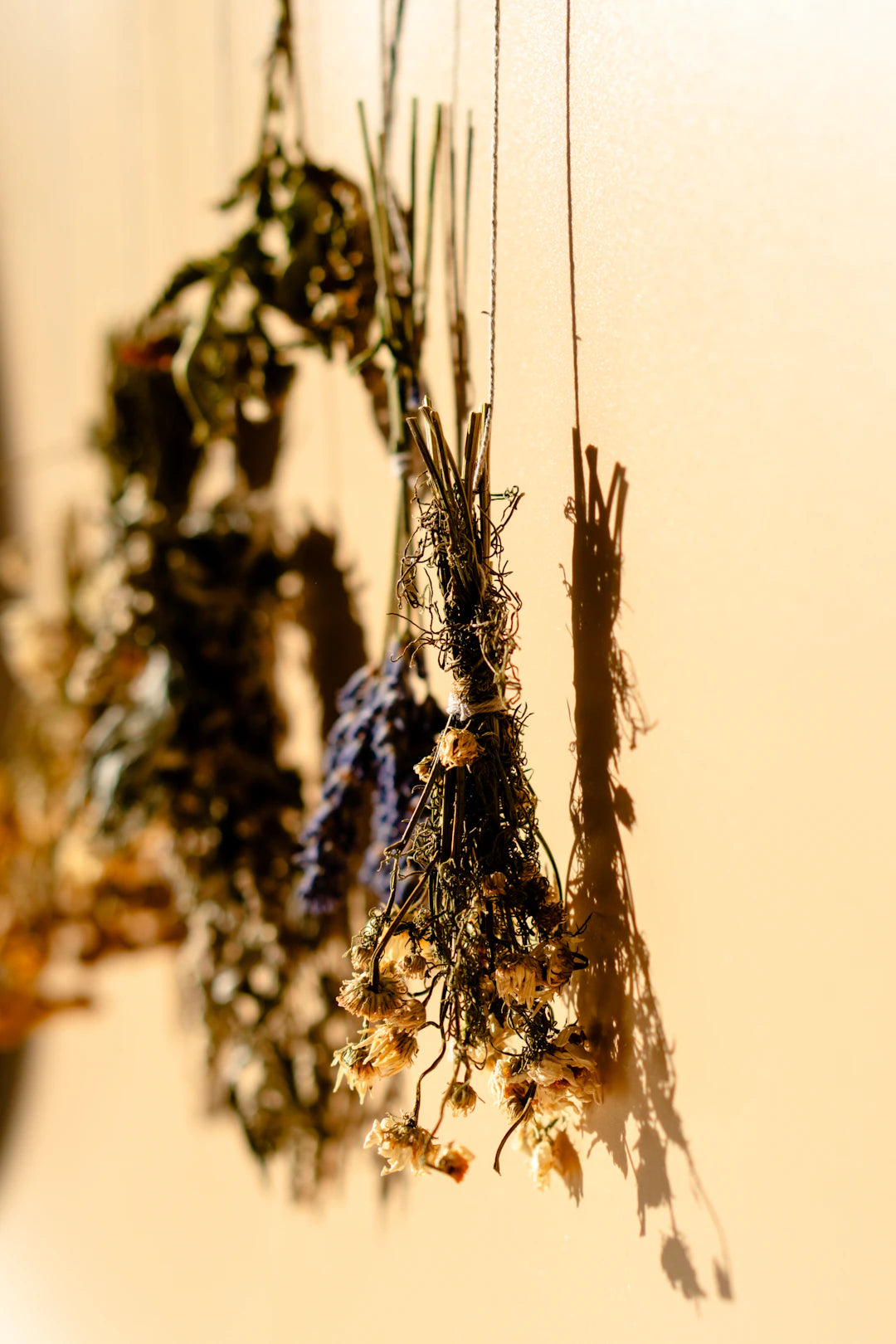 Planten De Sleutel tot een Gezonde Wellness-Omgeving
